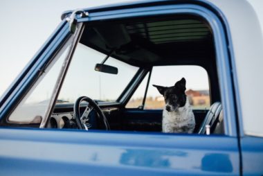 Classic cars, pets and more